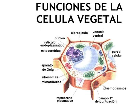 Calaméo Funcion Celular Vegetal