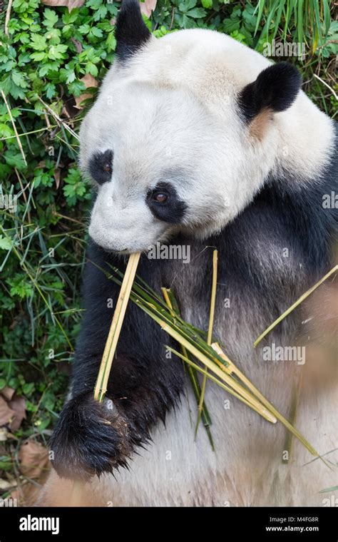 Giant Panda Closeup Stock Photo Alamy
