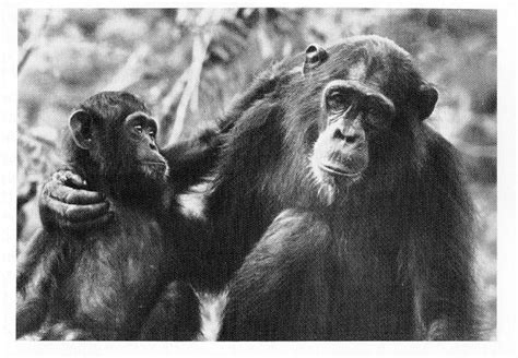 Groundbreaking Discoveries Humanizing Chimpanzees Reinventing Our Understanding Of Humanity