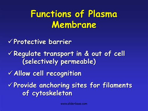 Plasma Membrane Gateway To The Cell Presentation Biology