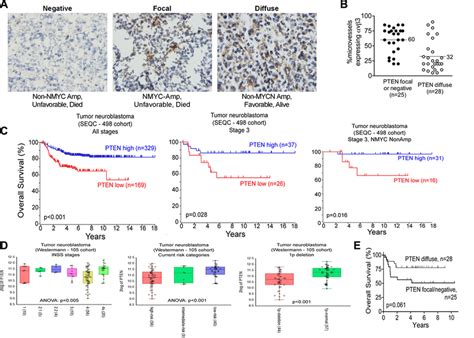 The Tumor Suppressor Gene Pten Is Expressed In Stage 3 Neuroblastoma Download Scientific