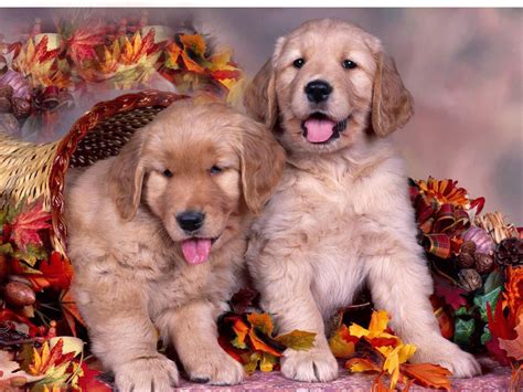 Thanksgiving Cute Animals Wallpapers Wallpaper Cave