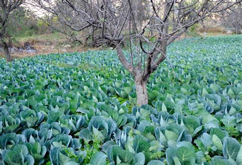Some even moved courts, got exemptions and. Government to implement RKBY to cover Rabi crop risks ...