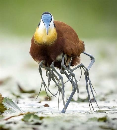 Jacana Bird Carrying Its Baby Chicks Under Its Wings Rnatureismetal