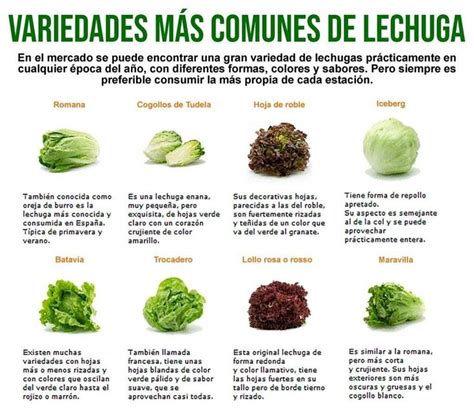 Variedades Lechuga Tipos De Lechuga Cultivar Lechuga Lechuga