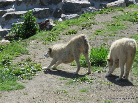 Cougar Mountain Zoo Offers Sanctuary For Endangered