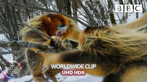 Animal Fights Snub Nosed Snow Monkeys Fight 👊 Seven Worlds One