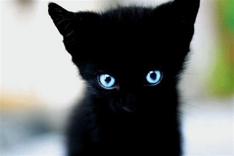 Black Kitten Blue Eyes Black Cats Pinterest