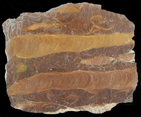 81 Polished Stromatolite Jurusania From Russia 950 Million Years