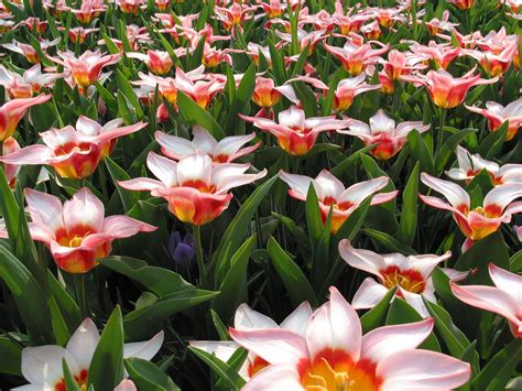 Same day flower delivery on all bouquets. Free Holland Flowers Stock Photo - FreeImages.com