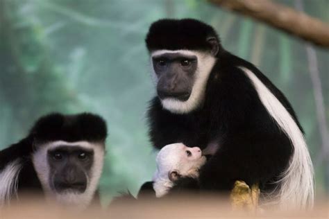 Photos Baby Colobus Monkey Born At Christmas At Lincoln Park Zoo