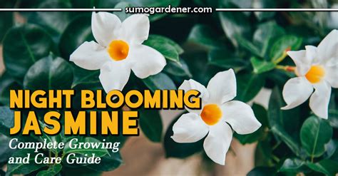 Night Blooming Jasmine Complete Growing And Care Guide