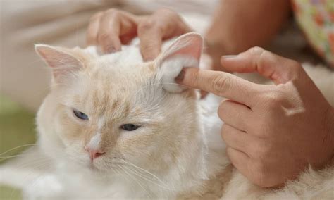 How To Clean Cat Ears Step By Step Instructions Bechewy