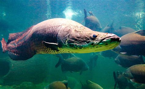 Arapaima Gigas Simfischde Angeln Und Outdoor