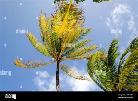 Waving Coconut Palm Trees In Guna Yala Due To Trade Winds Stock Photo
