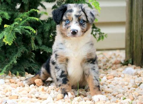 Moe Australian Shepherd Mini Puppy For Sale Keystone