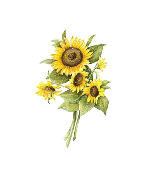 These free photos are cc0 licensed, so you can use them in both your personal or commercial. Sunflower Floral Botanical Print Illustration Watercolor