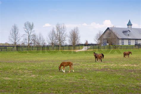 Horses At Horse Farm Mares With Foals On Green Pastures Spring