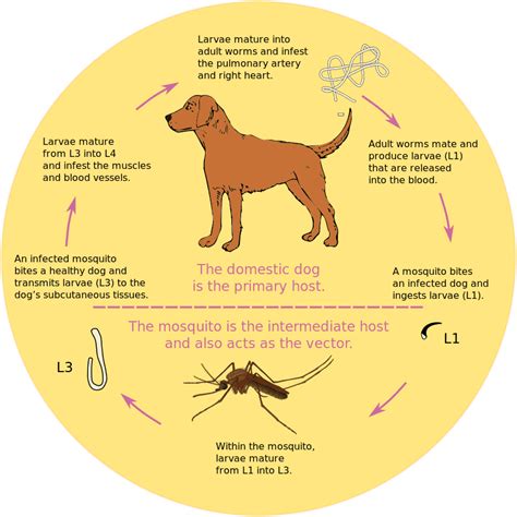 Tapeworms In Dogs Causes Prevention And Treatments