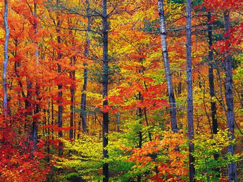 America The Beautiful In Autumn Peak Fall Foliage Dates