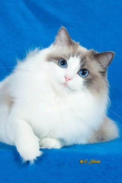 A White Cat With Blue Eyes Laying On A Blue Background