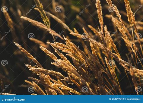 Beautiful Soft Focused Grasses And Seidges On Beautiful Sunny Day