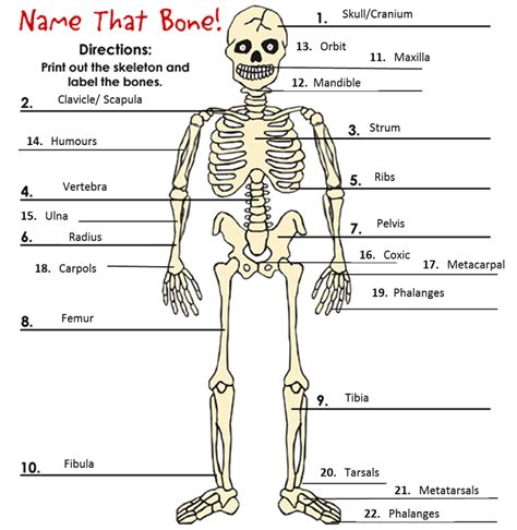 Major Bones In The Human Body Ppt Structure And Function On The