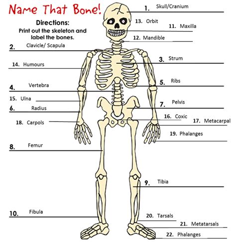 Human skeletons can be segmented into 10 bones in the body with more than 20 major bones. Skeletal System - My Science Portfolio