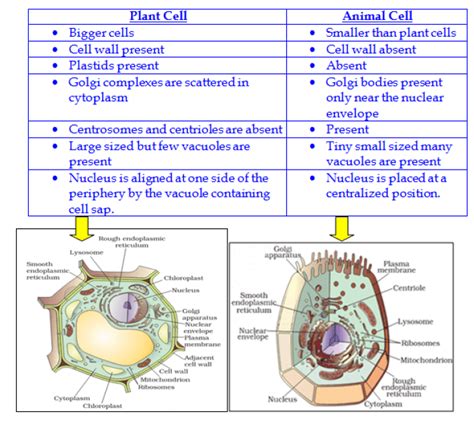 Nerve cell or neuron is the functional unit of nervous system. The Fundamental Unit of Life : NCERT Exemplar - Page 3 of ...