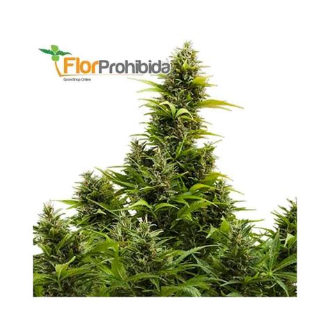 Auto Medikit De Buddha Seeds Semillas De Marihuana Medicinal