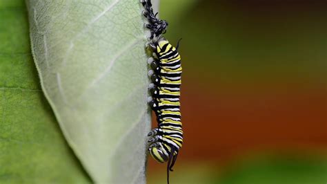 Monarch Caterpillar 4th Instar Molting Into 5th Instar And Eating