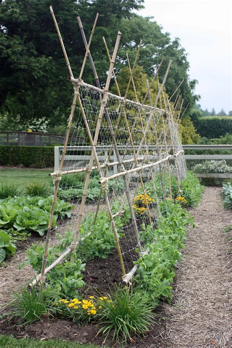 Pole beans wind themselves around poles so they will need a bit more support than a twine trellis can handle. Black Gold Classic Garden Trellising