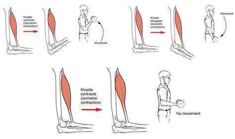 Nervous System Control Of Muscle Tension Anatomy And Physiology I