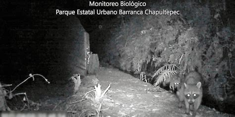 Reduce Mancha Urbana Hábitat De Especies En Morelos Diario De Morelos