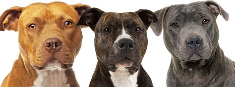 The american staffordshire terrier should give the impression of great strength for his size, a dog that sits firmly together. American Staffordshire Terrier NOSE BUTTER® Help Your Dog ...