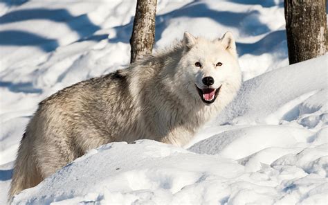 Winter Snow Landscape Nature Wolf Wolves