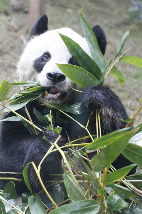 Lunch Giant Panda Habitat Ocean Park Hong Kong Darren Cox Flickr