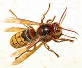 Photos of Is A Wasp An Insect
