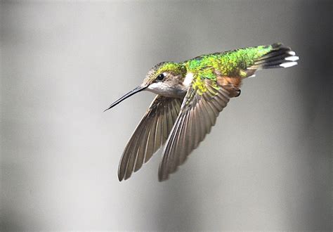 These Days Attention Turns To The Wonders Of Ruby Throated Hummingbirds