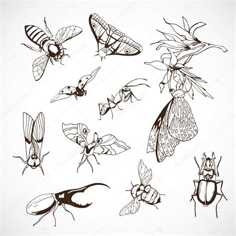 Insect Set Hand Drawn — Stock Vector © Nurofina 44352061