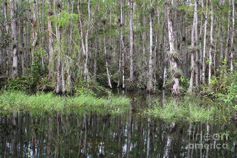 Cypress Trees Reflection Photograph By Carol Groenen