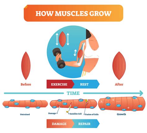 Why Your Muscles Need To Rest And Repair After A Workout Super Good Stuff