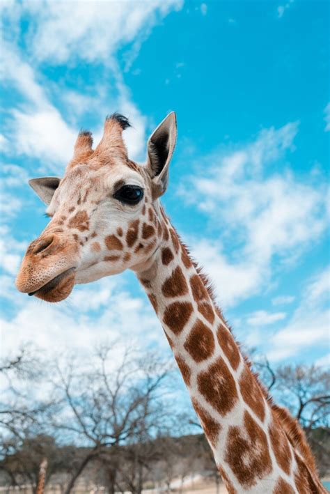 Giraffes Silently Added To Endangered Species List