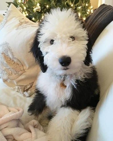 Maybe you would like to learn more about one of these? Best Sheepadoodle Puppy Cut | Sheepadoodle