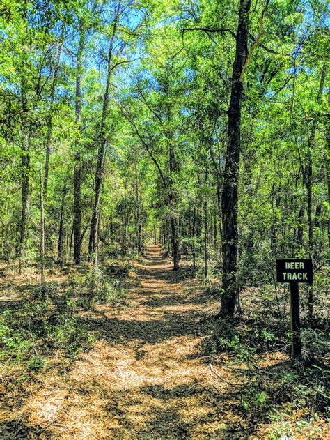 Get Out And Explore Silver Springs Conservation Area Ocala
