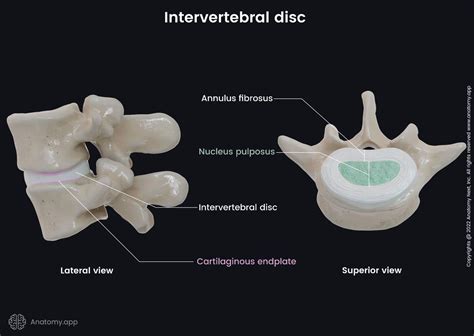 Intervertebral Discs Encyclopedia Anatomyapp Learn Anatomy 3d