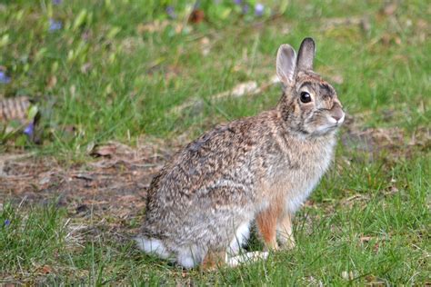 Eastern Cottontail Rabbit — Heymrjim Podcasts For Kids