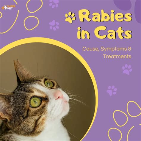 Rabies In Cats Cause Symptoms And Treatments Supervet