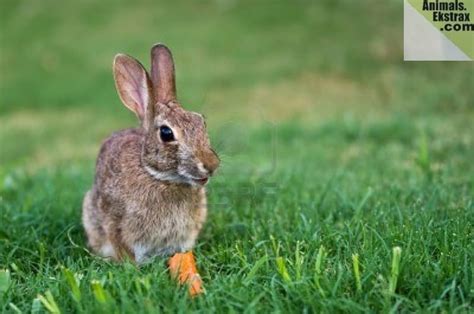We did not find results for: 30 Pictures Of Animals Eating Their Favorite Food