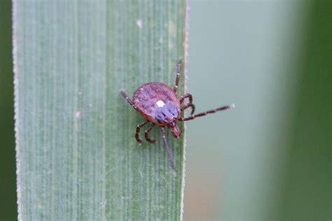 Warning Over Deadly Heartland Virus Spotted On Ticks In Georgia As